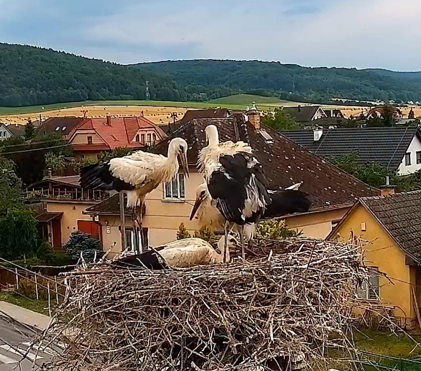 FOTO Hasiči ratovali mladého bociana. Za búrky vypadol z hniezda